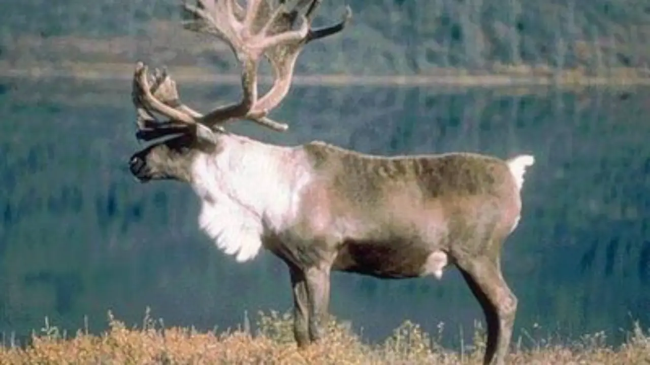 Kids Interesting Facts About Reindeer 