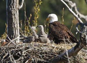 bald eagle facts for kids baby nest