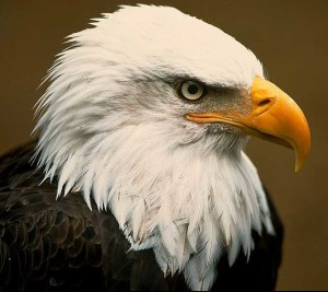 bald eagle facts for kids