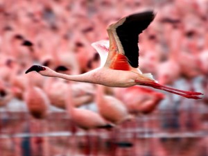 flamingos facts for kids flying