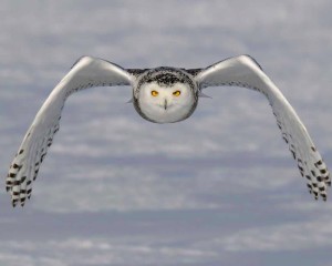 facts about the snowy owl for kids