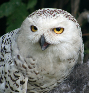 pictures of snowy owls