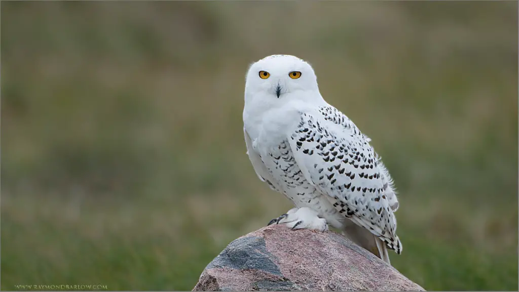 snowy owl facts for kids