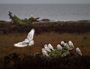 snowy owl photos for kids