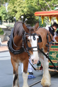 horses at disneyland